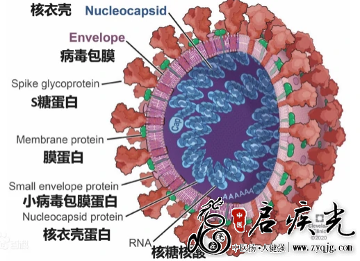 病毒构成图