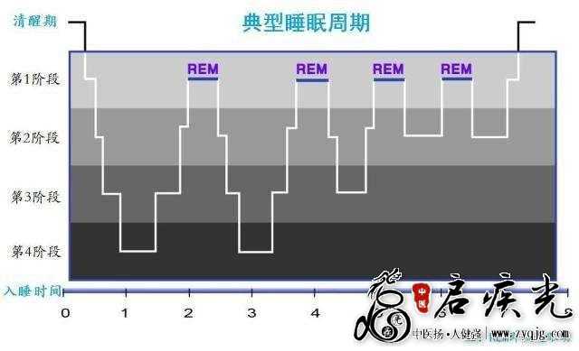 睡眠周期图.jpg