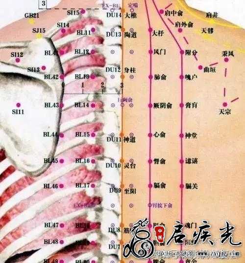 背部穴定位