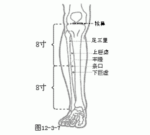 十二经脉·足阳明胃经（共45穴之后16穴）