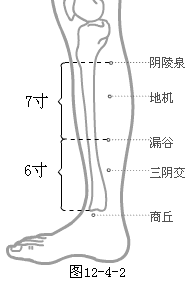 足太阴脾经