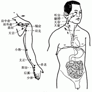 十二经脉·手太阳小肠经（共19穴之前7穴）