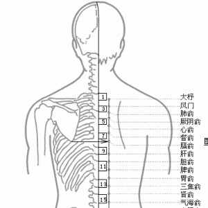 十二经脉·足太阳膀胱经（共67穴之次前12穴）