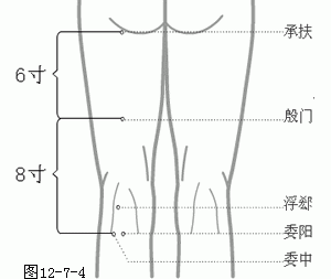 十二经脉·足太阳膀胱经（共67穴之次后24穴）