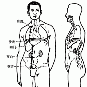 十二经脉·足少阴肾经（共27穴之前8穴）