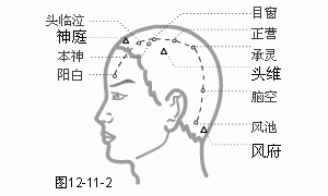 十二经脉·足少阳胆经（共44穴之中8穴）