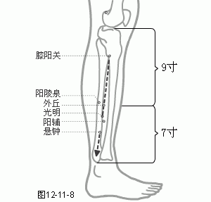 十二经脉·足少阳胆经（共44穴之后13穴）