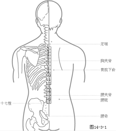 奇穴胸背部穴