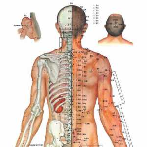 经络腧穴背面图