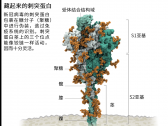 《自然》长文：新冠病毒如何感染细胞及Delta为何这么毒