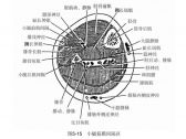 创伤急救·筋膜间隔区综合征