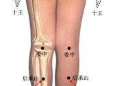 小儿推拿常用穴位●下肢部穴位●后承山（承山）