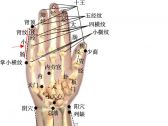 小儿推拿常用穴位●上肢部穴位●小肠