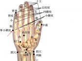 小儿推拿常用穴位●上肢部穴位●掌小横纹