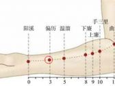 手阳明腧穴●偏历（手阳明大肠经络穴）