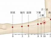 手阳明腧穴●手三里