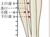 足阳明腧穴●上巨虚（手阳明大肠经下合穴）