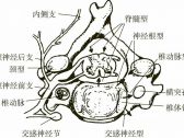 脊柱病证推拿●脊柱病证●颈椎病