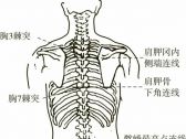 脊柱病证推拿●脊柱病证●脊椎小关节紊乱（颈、胸、腰椎小关节紊乱） ... ...