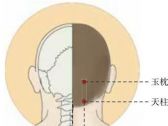 足太阳腧穴●天柱