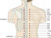 足太阳腧穴●大杼(别名:背俞穴，本神穴，百旁穴;手、足太阳经交会穴。八会穴之骨会。 ...