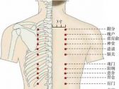 足太阳腧穴●膏肓