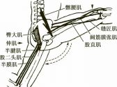 四肢关节病证推拿●四肢关节病证●髋关节滑囊炎