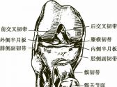 四肢关节病证推拿●四肢关节病证●髌骨软骨软化症