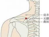 手少阳腧穴●天髎(手少阳三焦经、阳维脉交会穴)