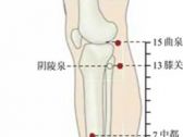 足厥阴腧穴●膝关