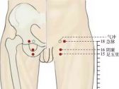 足厥阴腧穴●急脉(别名:羊矢穴)