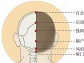 督脉腧穴●风府(别名:本穴、鬼穴;督脉、阳维脉交会穴)