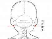 小儿推拿常用穴位●头面颈项部穴位●高骨（耳后高骨）
